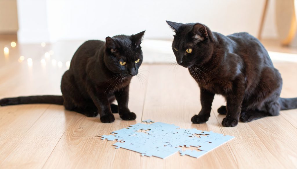 two intelligent cats