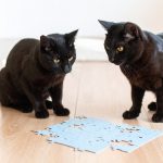 two intelligent cats