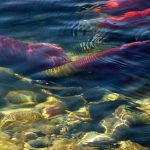 Zombie Salmon