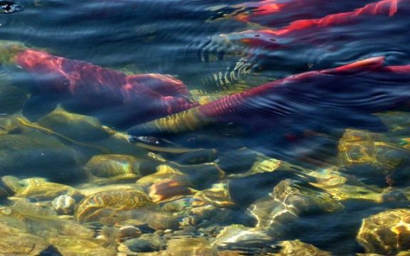 Zombie Salmon