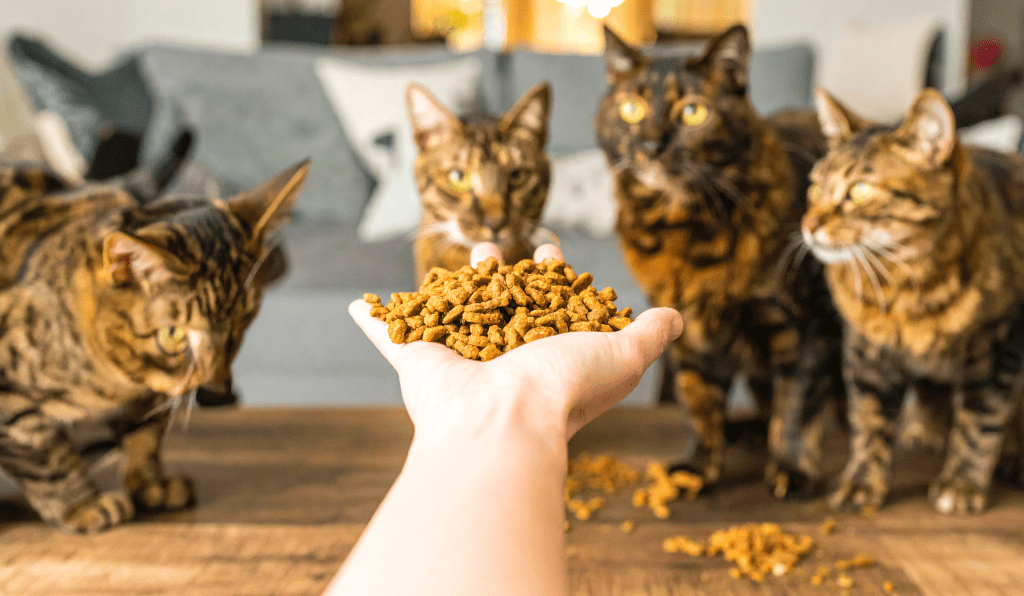 a few cats getting treats from a human hand