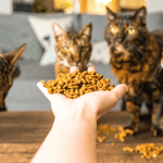 a few cats getting treats from a human hand