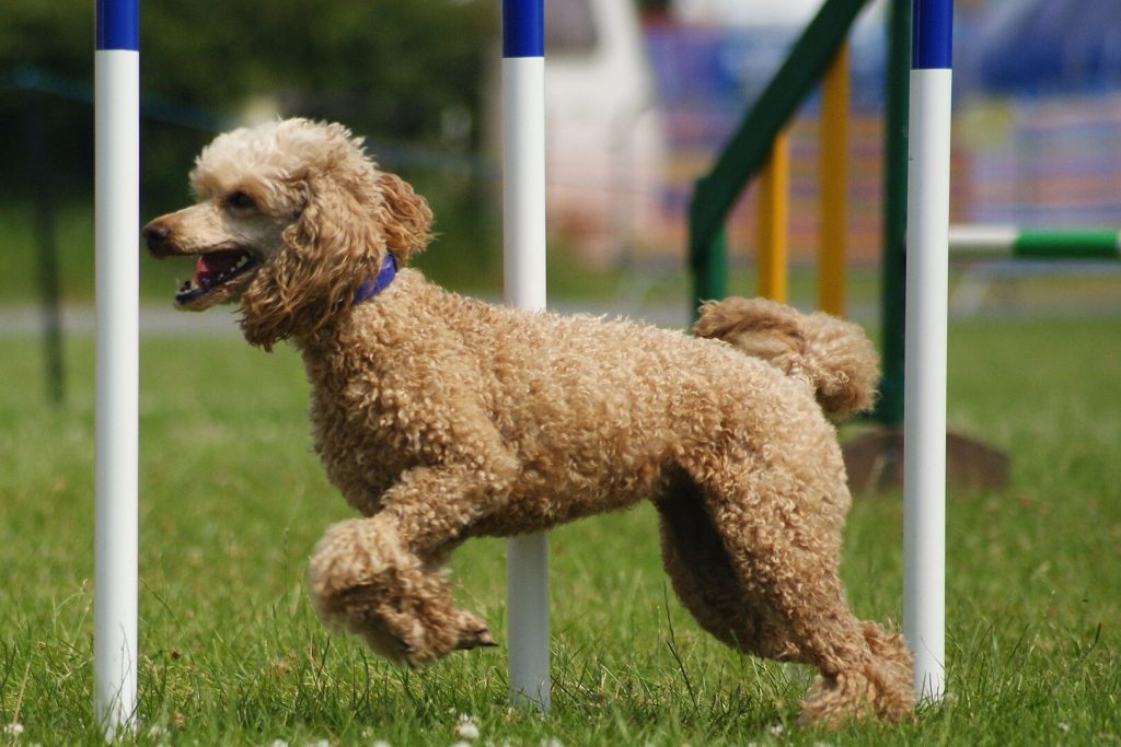 Light brown or apricot-colored Poodle in motion. The dog has a dense, curly coat and is navigating an agility course, weaving between two white poles. It is wearing a blue collar and appears to be focused and happy, with its mouth open and tongue out.