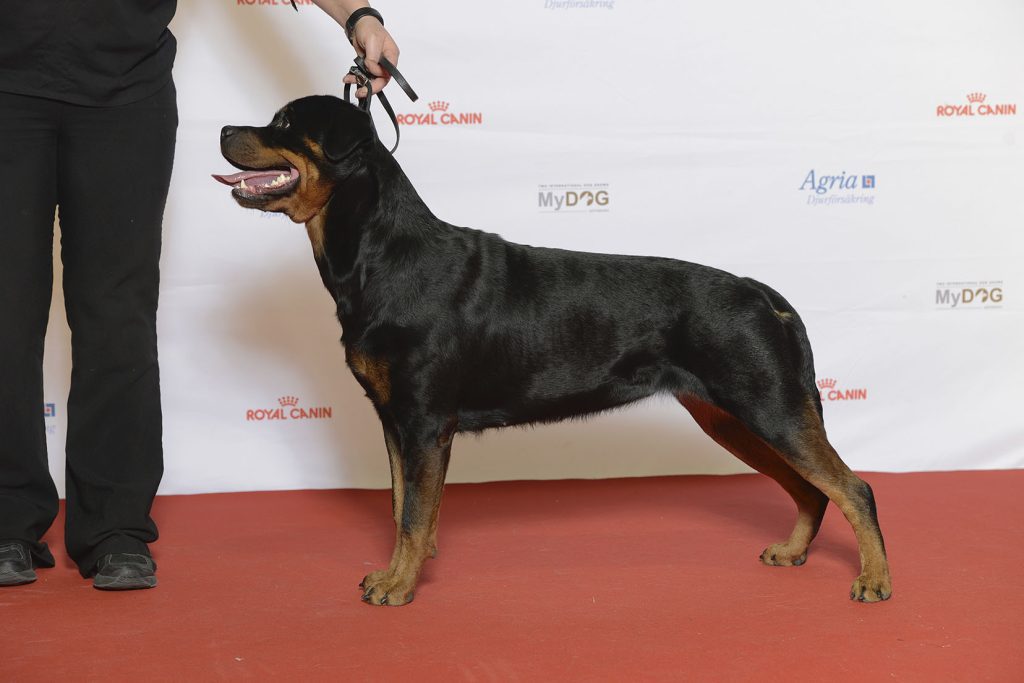 Rottweiler at what appears to be a dog show. A person is holding the dog's leash, and the dog is standing in a show pose, with its head up, mouth open, and a banner with logos like "Royal Canin" and "Agria" visible in the background. The dog has a black and tan coat and its tail is docked. The photo is taken from a side profile perspective.
