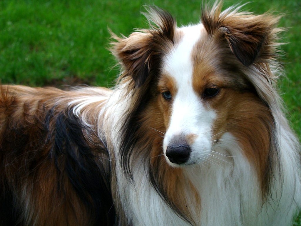 Head-and-shoulders shot of a Shetland Sheepdog, also known as a Sheltie. The dog has a long, rough coat with markings of sable (brown and white) and some black. One of its eyes appears to be a light blue or green color, which is less common. It is looking down and to the right, away from the camera, with a serious expression. The background is a blurry green field.