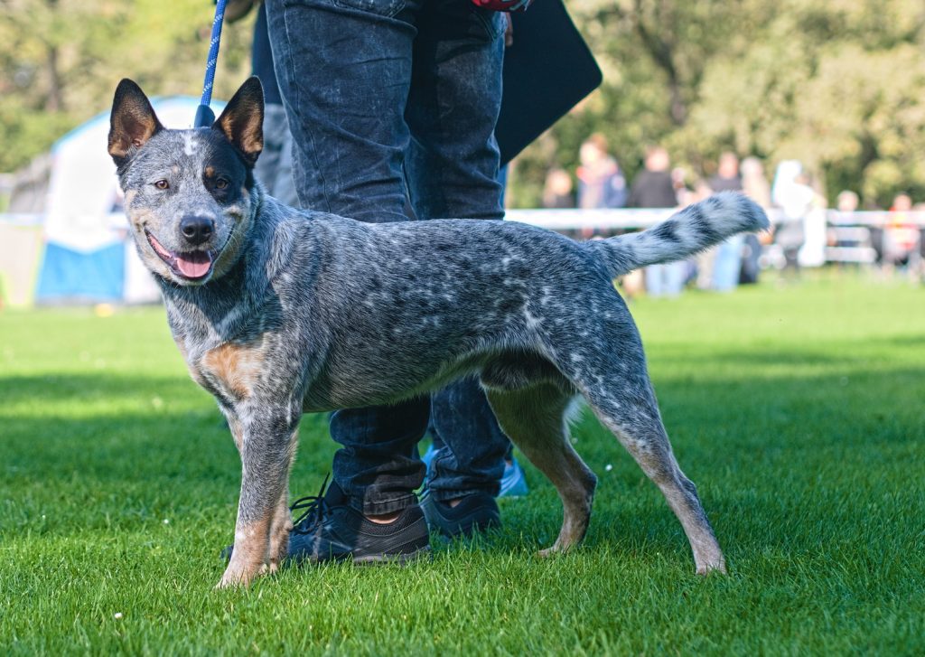 A blue-speckled Australian Cattle Dog standing on grass next to a person wearing jeans and black sneakers, looking at the camera with ears perked and tail raised, outdoors in a park setting