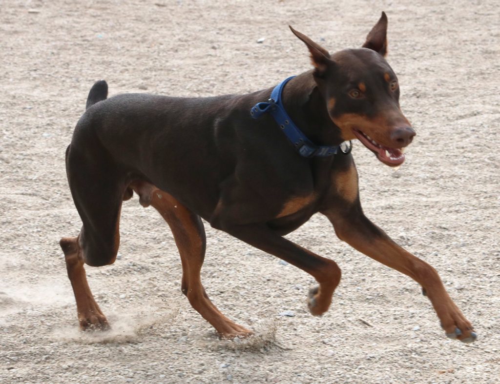 Doberman Pinscher in mid-stride. The dog has a muscular, athletic build, and is wearing a blue collar. It is running on a sandy or gravelly surface, with its mouth open and its ears cropped and standing upright. Its tail is docked, and the dog is looking forward, focused on something ahead.