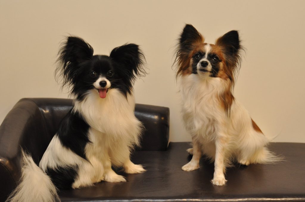 Two Papillon dogs sitting side-by-side on a dark brown leather couch. The dog on the left is black and white, and it is looking directly at the camera with its tongue slightly out. The dog on the right is brown and white and is also looking at the camera. Both dogs have the large, fringed, butterfly-like ears that are characteristic of the Papillon breed.
