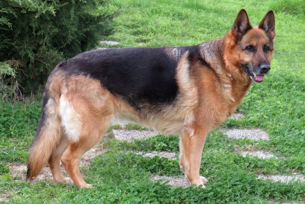 German Shepherd standing on a path in a grassy yard. The dog has a black and tan coat, erect ears, and is looking slightly to the right with its mouth open.