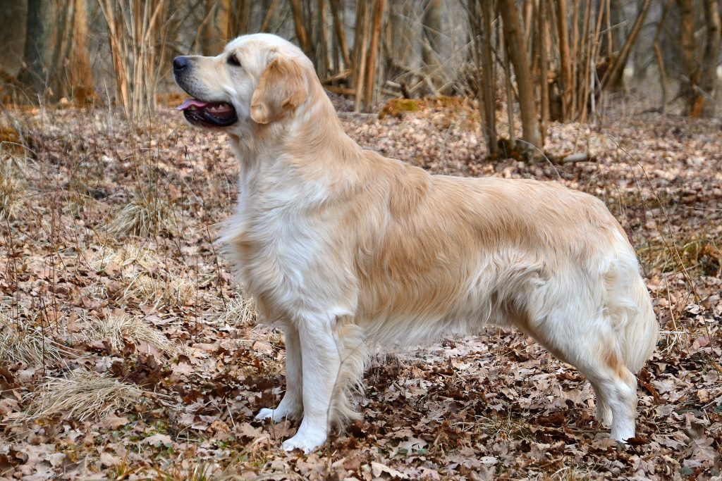 Golden Retriever standing in a forest or a wooded area. The dog has a long, light golden coat and is looking up and to the left with its mouth open and tongue out, giving it an alert and content expression. The ground is covered with fallen brown leaves, and the background is filled with thin, bare trees, suggesting the photo was taken in the autumn or winter.