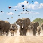 multiple animals migrating long distance, Butterflies, Zebra, Elephants