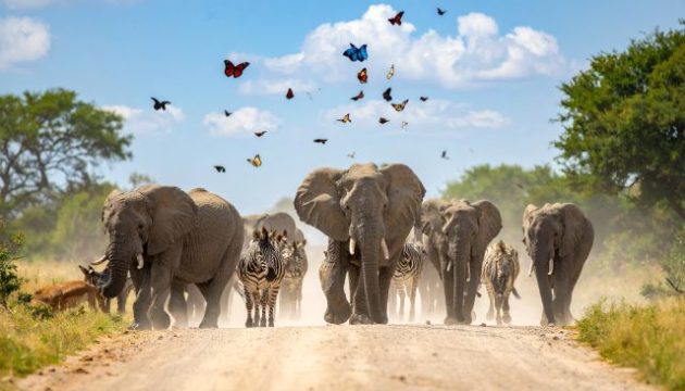 multiple animals migrating long distance, Butterflies, Zebra, Elephants